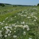 02_pflanzen_blueten_loewnzahn_samen