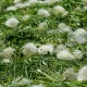 03_pflanzen_blueten_loewnzahn_samen