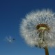 05_pflanzen_blueten_loewnzahn_samen