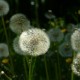 07_pflanzen_blueten_loewnzahn_samen