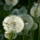 08_pflanzen_blueten_loewnzahn_samen