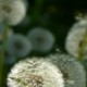 09_pflanzen_blueten_loewnzahn_samen