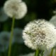 10_pflanzen_blueten_loewnzahn_samen