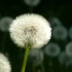 11_pflanzen_blueten_loewnzahn_samen